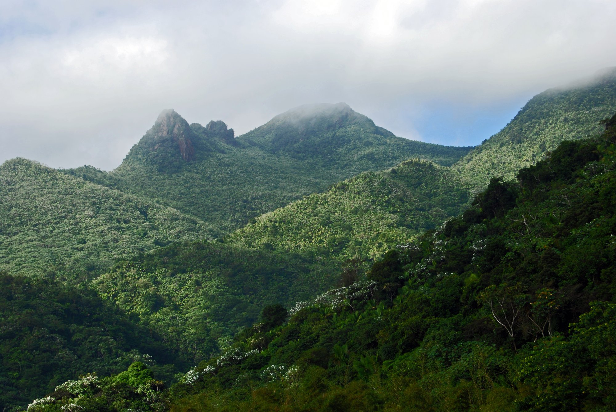 Paisaje montañoso del bosque de El Yunque, Puerto Rico